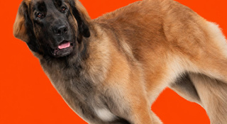 dierenverzorging