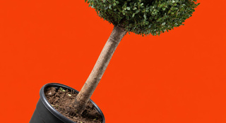 levende-planten