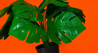 planten
