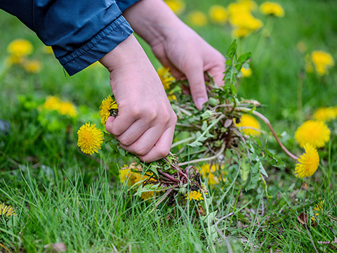 Éliminer les mauvaises herbes de votre gazon