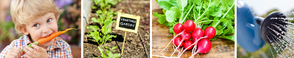 Groenten planten en kweken